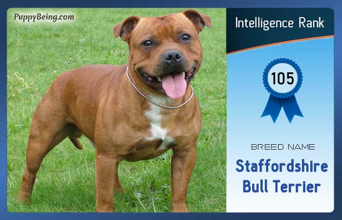 smartest dog breeds list intelligence rank 105 staffordshire bull terrier