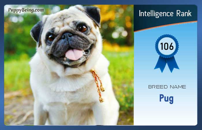 smartest dog breeds list intelligence rank 106 pug