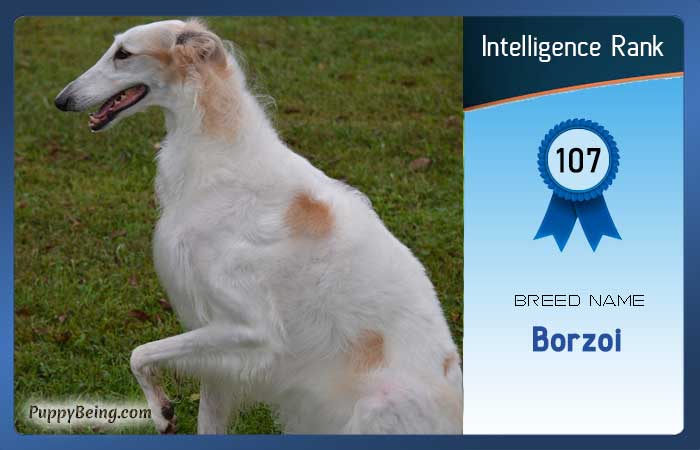 smartest dog breeds list intelligence rank 107 borzoi