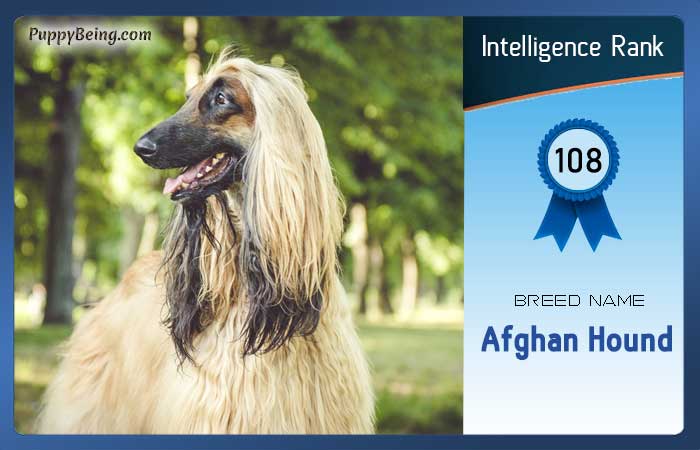 smartest dog breeds list intelligence rank 108 afghan hound