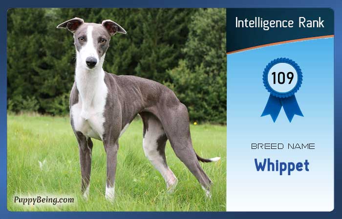 smartest dog breeds list intelligence rank 109 whippet