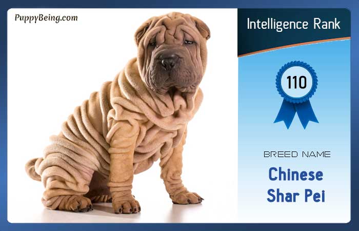 smartest dog breeds list intelligence rank 110 chinese shar pei