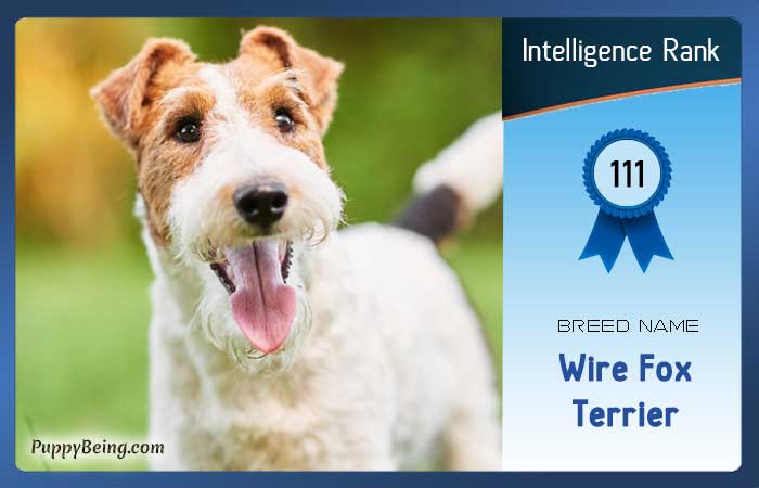 smartest dog breeds list intelligence rank 111 wire fox terrier