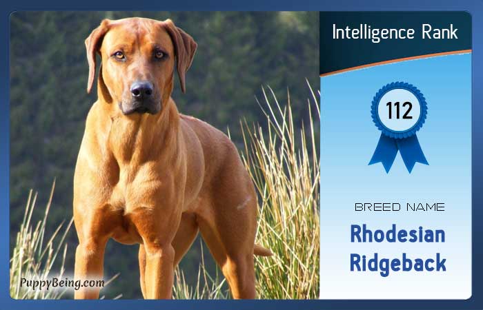 smartest dog breeds list intelligence rank 112 rhodesian ridgeback