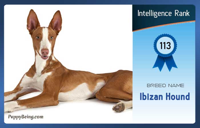 smartest dog breeds list intelligence rank 113 ibizan hound