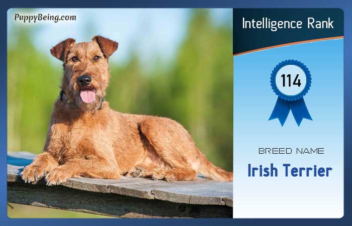 smartest dog breeds list intelligence rank 114 irish terrier
