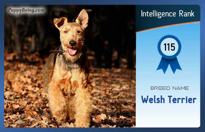 smartest dog breeds list intelligence rank 115 welsh terrier