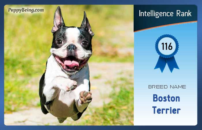 smartest dog breeds list intelligence rank 116 boston terrier