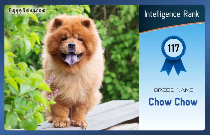 smartest dog breeds list intelligence rank 117 chow chow