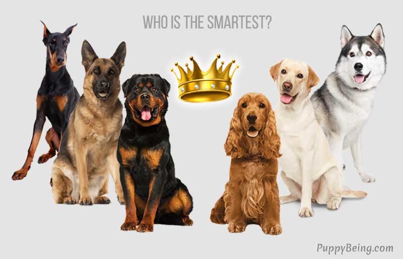 smartest dog breeds list